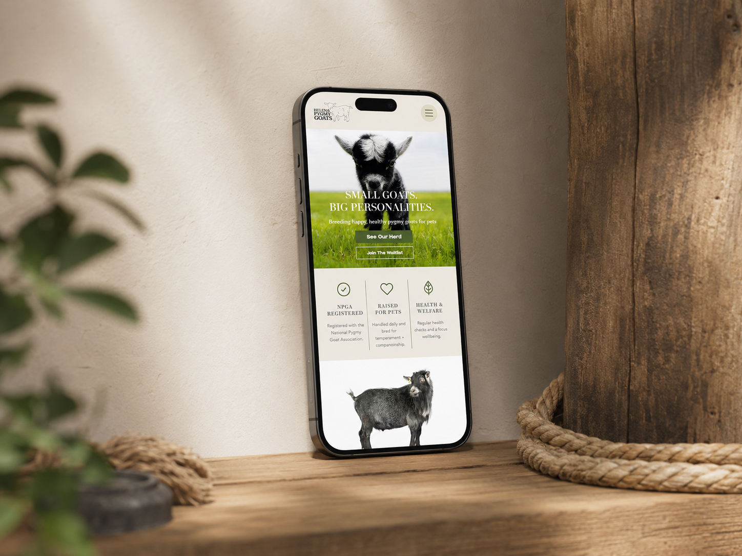 Helena Pygmy Goats website on mobile. Awaiting final asset.